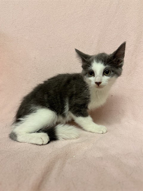 GNAT, Baby Domestic Short Hair (medium coat), cat for adoption in San Buenaventura (Ventura), California