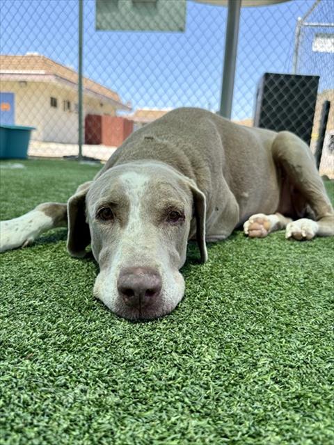 BALU, an adoptable Weimaraner in Castaic, CA