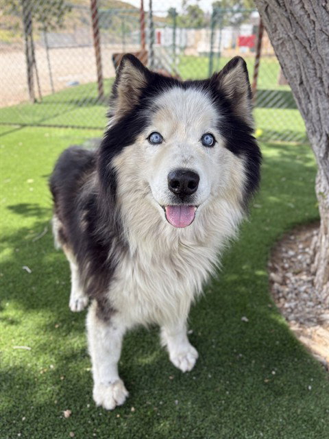 CUB, an adoptable Alaskan Malamute in Castaic, CA