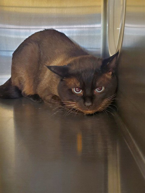 CAFE, an adoptable Siamese in Castaic, CA