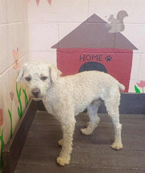 MELON, an adoptable Poodle in Castaic, CA