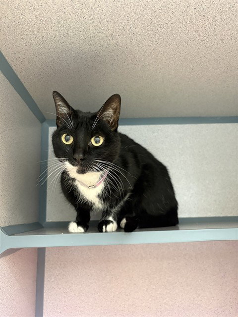 KITTY, Senior Domestic Short Hair (medium coat), cat for adoption in San Buenaventura (Ventura), California