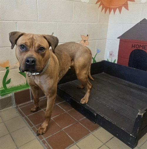BELLE, an adoptable Pit Bull Terrier in Castaic, CA
