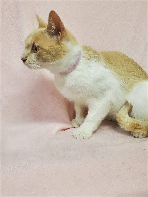 MAD EYE, Young Domestic Short Hair (medium coat), cat for adoption in San Buenaventura (Ventura), California