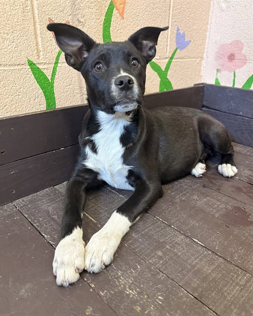 TOTO, an adoptable French Bulldog in Castaic, CA