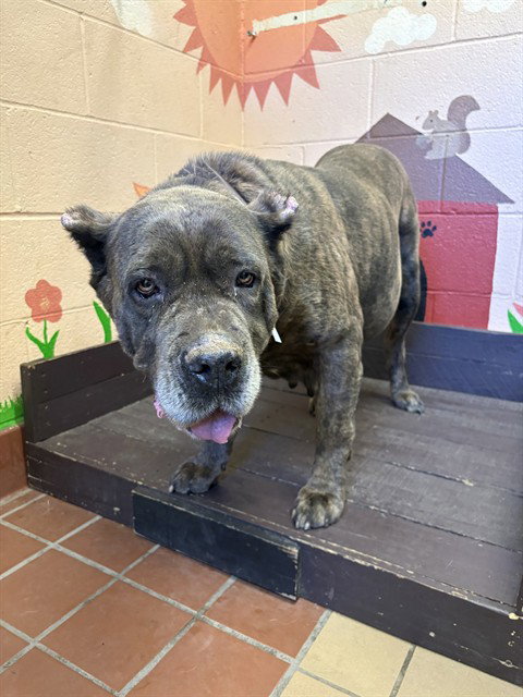 MIA, an adoptable Cane Corso Mastiff in Castaic, CA