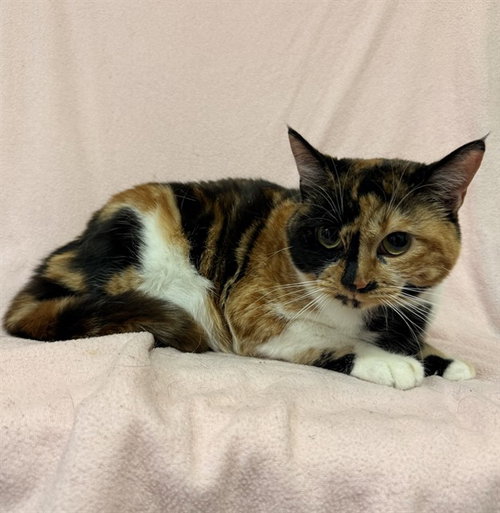 HARMONY, Young Domestic Short Hair (medium coat), cat for adoption in San Buenaventura (Ventura), California