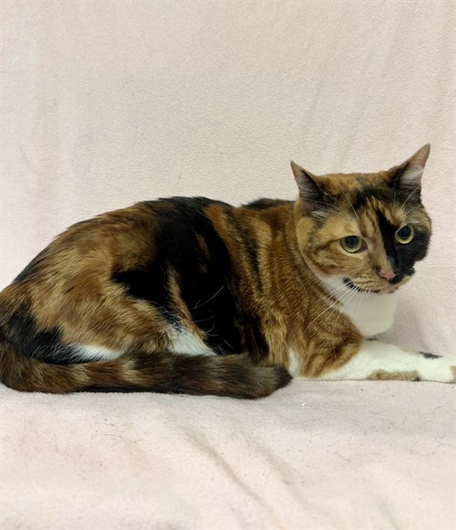 LUCY, Young Domestic Short Hair (medium coat), cat for adoption in San Buenaventura (Ventura), California