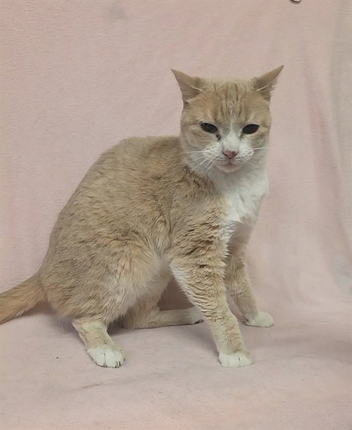 BAILEY, Senior Domestic Short Hair (medium coat), cat for adoption in San Buenaventura (Ventura), California