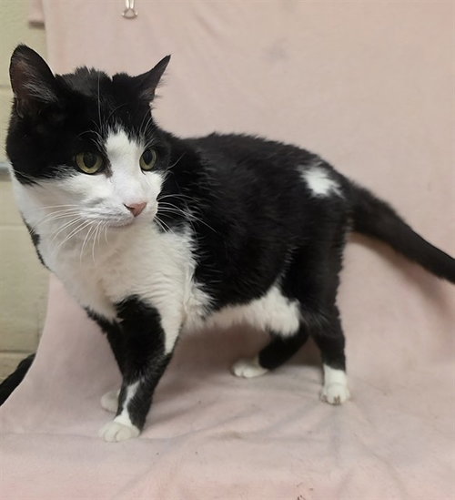 JUNO, Senior Domestic Short Hair (medium coat), cat for adoption in San Buenaventura (Ventura), California