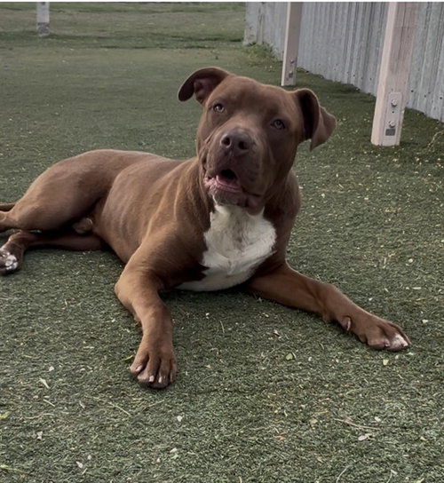 TUCKER, an adoptable American Pit Bull Terrier in Castaic, CA