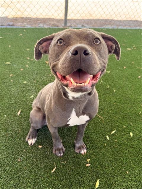 BLUEY, an adoptable Pit Bull Terrier in Castaic, CA