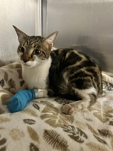 DRUMSTICK, Young Domestic Short Hair (medium coat), cat for adoption in San Buenaventura (Ventura), California