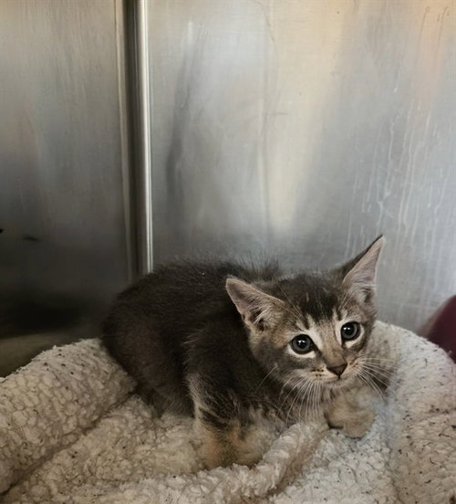 SUNDAE, Baby Domestic Short Hair (medium coat), cat for adoption in San Buenaventura (Ventura), California