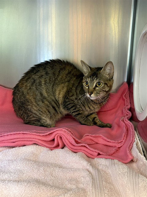 MICAH, Young Domestic Short Hair (medium coat), cat for adoption in San Buenaventura (Ventura), California