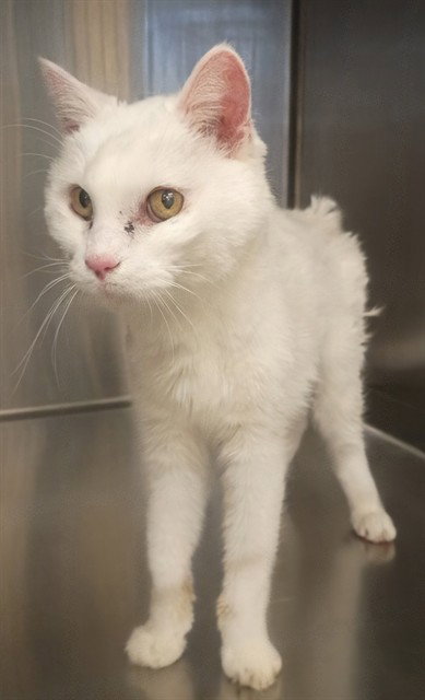 CINDY, Senior Domestic Medium Hair (medium coat), cat for adoption in San Buenaventura (Ventura), California