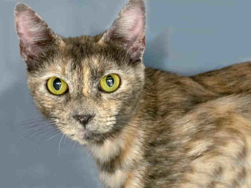 PUDDIN, Senior Domestic Short Hair (medium coat), cat for adoption in San Buenaventura (Ventura), California