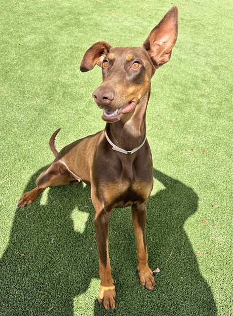 SIERRA, an adoptable Doberman Pinscher in Castaic, CA