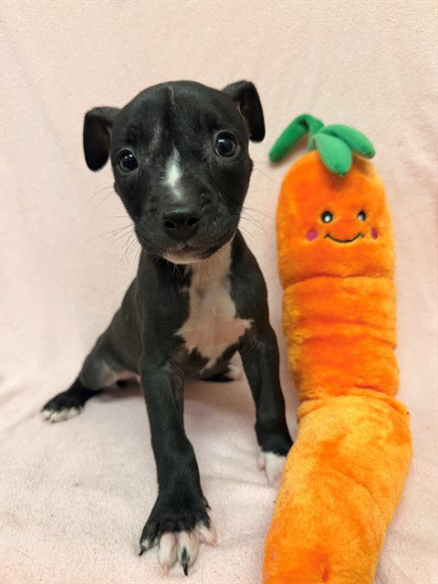 LITTLE FOOT, an adoptable Boxer in Castaic, CA