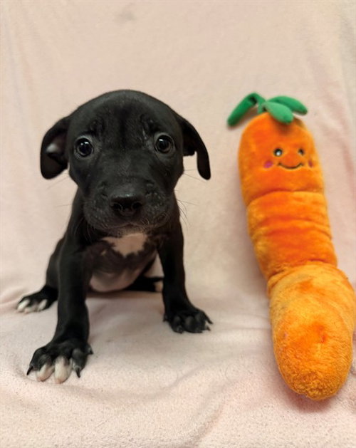 AZULA, an adoptable Boxer in Castaic, CA