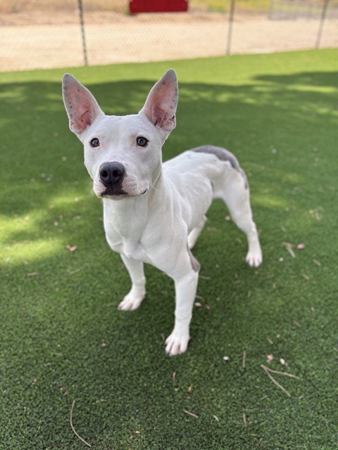 HARVEY, an adoptable Pit Bull Terrier in Castaic, CA