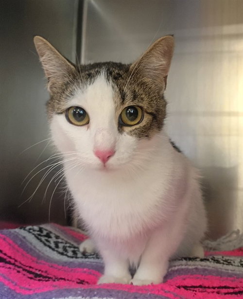 LUNA, an adoptable Domestic Short Hair in Castaic, CA