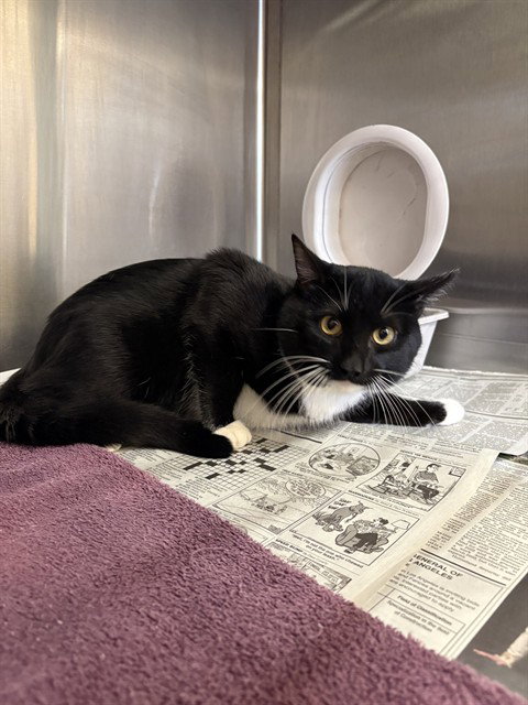 LOKI, an adoptable Domestic Short Hair in Castaic, CA