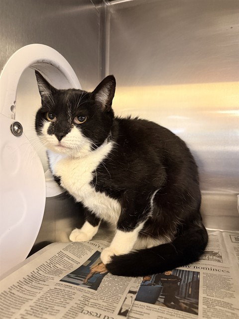 TINY, Senior Domestic Short Hair (medium coat), cat for adoption in San Buenaventura (Ventura), California