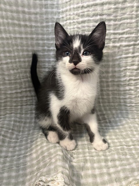 MOO MOO, Baby Domestic Short Hair (medium coat), cat for adoption in San Buenaventura (Ventura), California