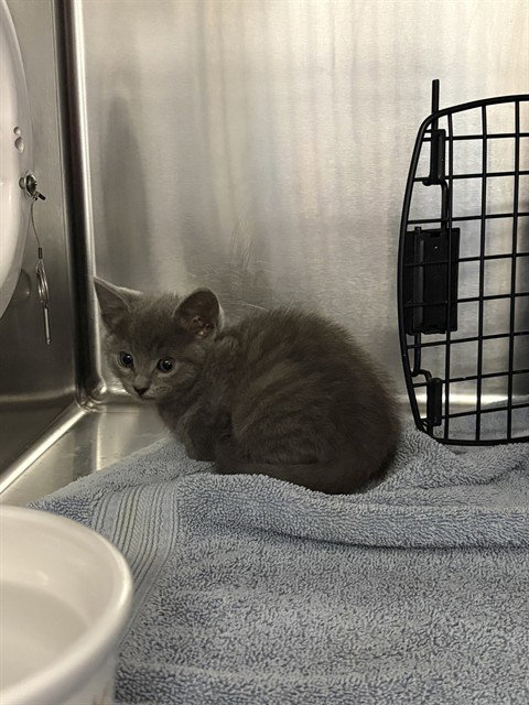 GEORGE, Baby Domestic Short Hair (medium coat), cat for adoption in San Buenaventura (Ventura), California