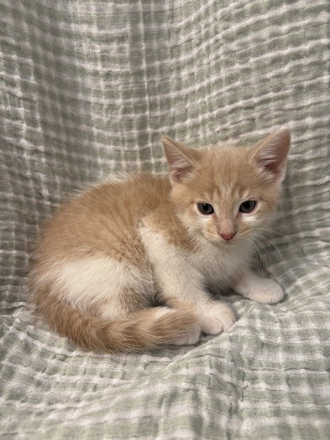 SCRATCHIE, Baby Domestic Short Hair (medium coat), cat for adoption in San Buenaventura (Ventura), California