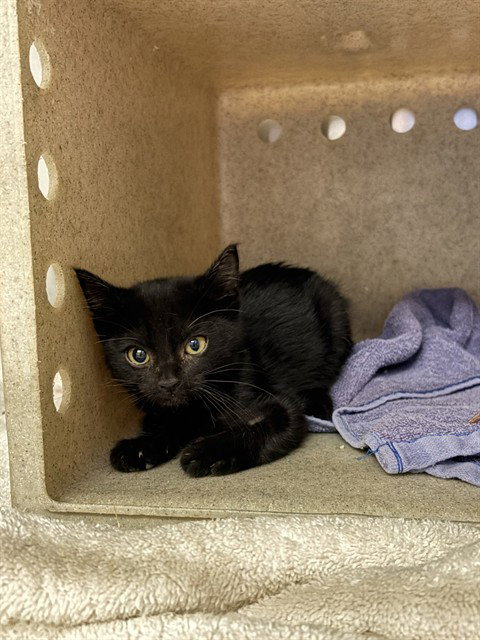 CHIP, an adoptable Domestic Short Hair in Castaic, CA
