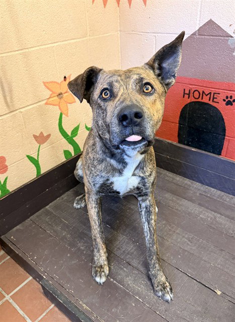 DRACO, an adoptable Husky in Castaic, CA