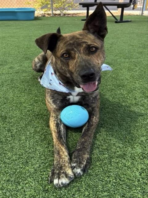 DRACO, an adoptable Husky in Castaic, CA