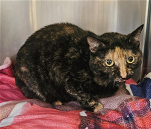PENNY, Adult Domestic Short Hair (medium coat), cat for adoption in San Buenaventura (Ventura), California