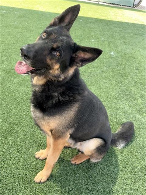 LOBO, an adoptable German Shepherd Dog in Castaic, CA