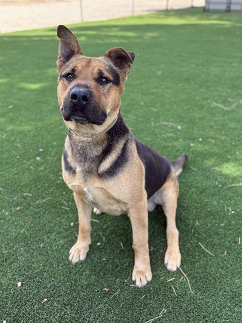 BUMBLE, an adoptable German Shepherd Dog in Castaic, CA