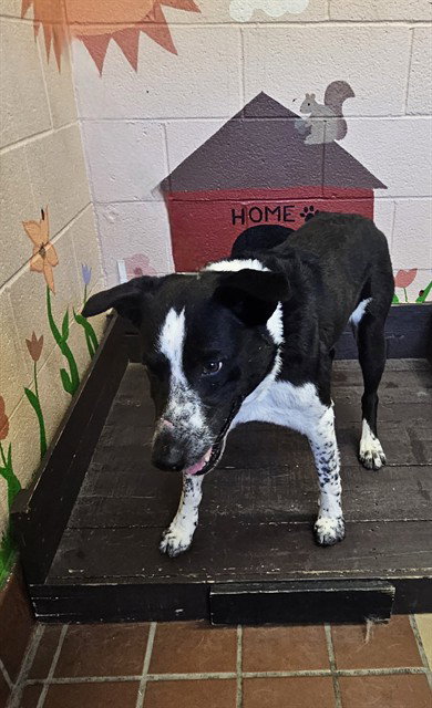 COTTONTAIL, an adoptable Australian Kelpie in Castaic, CA