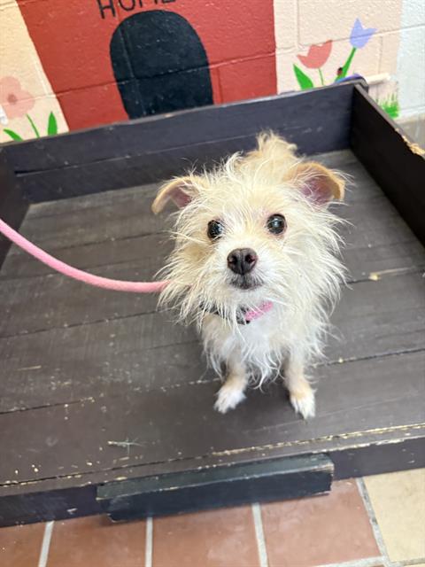 PENNY, an adoptable Chihuahua in Castaic, CA