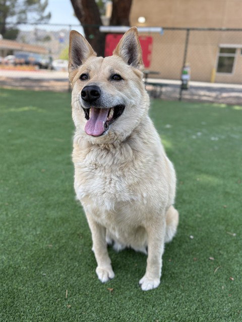 LILO, an adoptable German Shepherd Dog in Castaic, CA