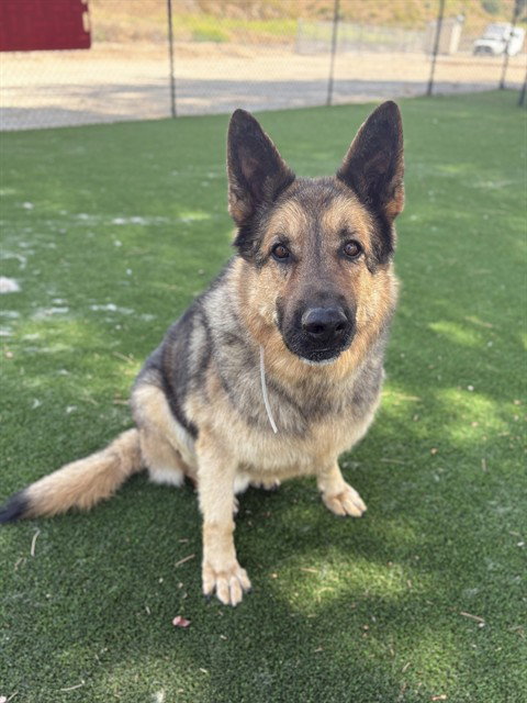 ZION, an adoptable German Shepherd Dog in Castaic, CA