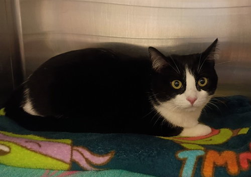 MIDNIGHT, an adoptable Domestic Short Hair in Castaic, CA
