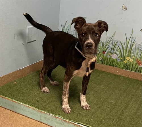 CUBE, an adoptable German Shepherd Dog in Castaic, CA