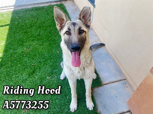RIDING HOOD, an adoptable German Shepherd Dog in Castaic, CA