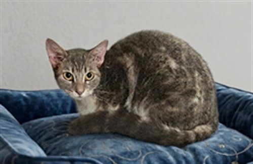 KITKAT, Adult Domestic Short Hair (medium coat), cat for adoption in San Buenaventura (Ventura), California