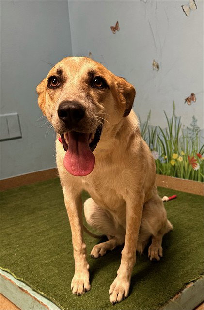 CINNAMON, an adoptable Australian Cattle Dog in Castaic, CA