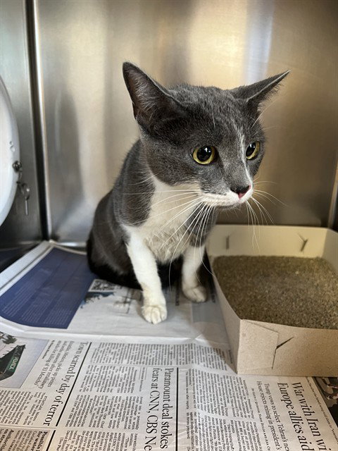 OLIVIA, an adoptable Domestic Short Hair in Castaic, CA
