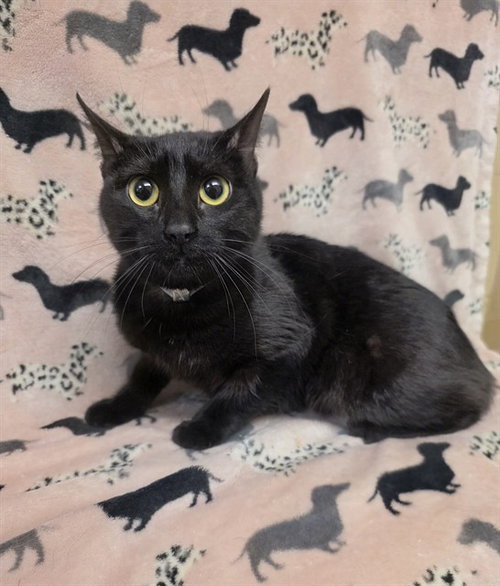 NUTELLA, Young Domestic Short Hair (medium coat), cat for adoption in San Buenaventura (Ventura), California