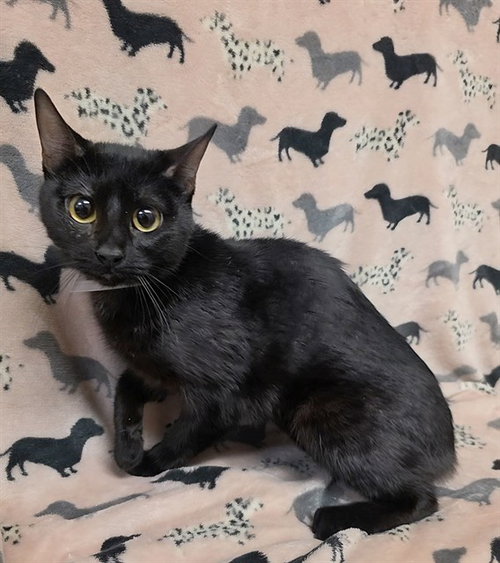OREO, Young Domestic Short Hair (medium coat), cat for adoption in San Buenaventura (Ventura), California