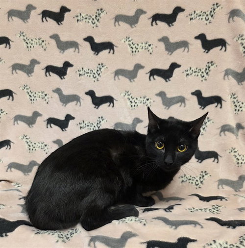 JELLY, Young Domestic Short Hair (medium coat), cat for adoption in San Buenaventura (Ventura), California